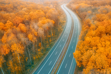Curved highway facing the horizon amid the yellow autumn forestの写真素材
