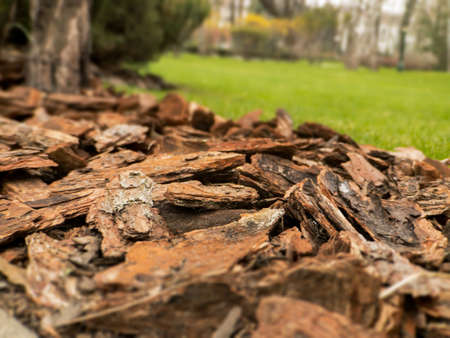 Mulch of pine bark - mulching lawns with trees in the parkの写真素材