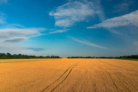 Field with Yellow ripening magnificent wheat against the blue sky with a farmhouse near the forestの写真素材