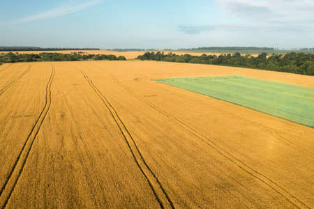 Field of ripening yellow wheat with a green oats plantation. Production and cultivation of cereals.の写真素材