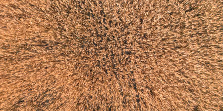 Field of ripe wheat spikes - top view textureの写真素材