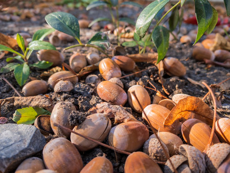 Acorns on earth in autumn in the forestの写真素材