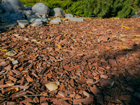 Brown wood chips on a flower bedの写真素材