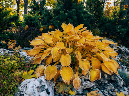 Hosta Plantaginea with yellow leaves - plant for Japanese autumn garden of stonesの写真素材