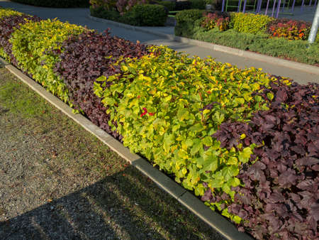 Hedge: green and purple bushesの写真素材