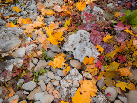 Yellow bright autumn leaves on pebbles in a flower bedの写真素材