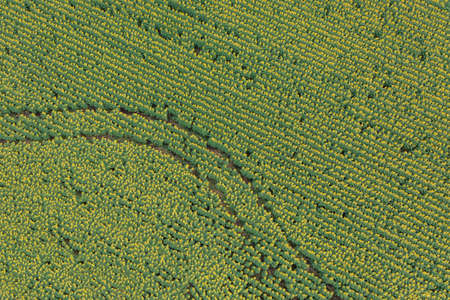 Flowering sunflowers in the field with traces of a combine - aerial shotの写真素材