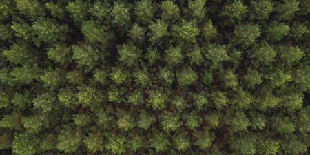 Green Pine Tree tops dark green color - Aerial Overhead drone View.の写真素材