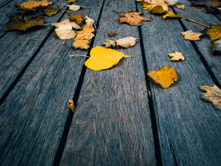Wooden table top with yellow autumn leaves - dark wood floor background. Template Counter.の写真素材