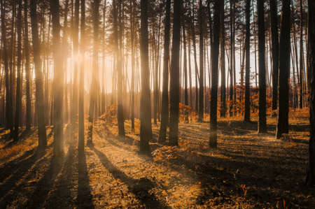 Sunlight through trunks of trees with warm glow and shadowsの写真素材