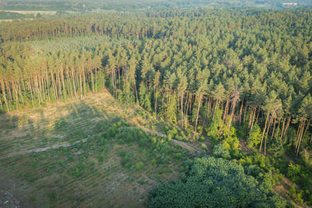 Zone of continuous sanitary felling of trees on the edge of the pine forest. Aerial drone shot.の写真素材