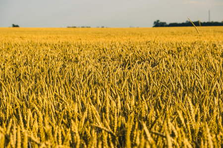 Bountiful Harvest - Golden Wheat Field at Full Ripenessの写真素材
