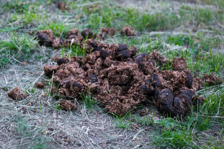 Terrestrial animal dung resting on grasscovered ground in field
