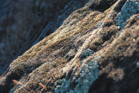 Moss-Covered Stone in Sunlightの写真素材