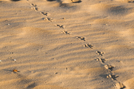 The Unique Footprints Left on a Beautiful Sandy Beach During a Blissful Summer Dayの写真素材