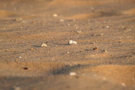 A Serene Sandy Beach filled with Seashells beautifully illuminated Under Glowing Golden Lightの写真素材