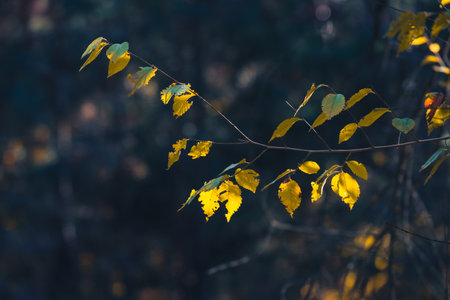 This serene capture of vibrant autumn leaves showcases stunning golden hues against a dark forest backdrop, creating a peaceful atmosphere that inspires tranquility and reflectionの写真素材