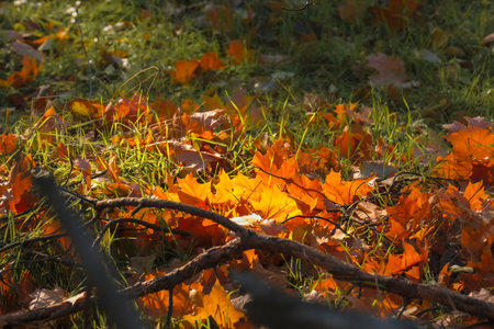 A beautifully serene view of vibrant autumn leaves scattered across the lush grass, all illuminated by the gentle soft sunlight, perfectly capturing the true essence and beauty of the fall seasonの写真素材