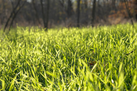 The vibrant green grass gently swaying in the warm sunlight provides a stunning display of natures intrinsic beauty, set within a peaceful and tranquil forest environment that enchants the viewerの写真素材