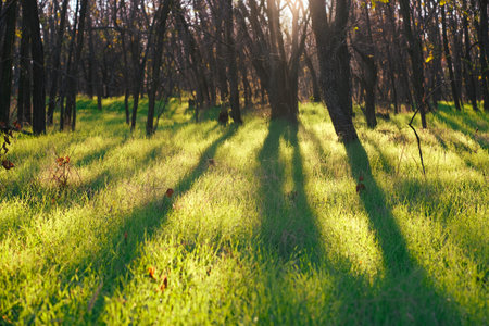 This enchanting forest scene captures sunlight filtering through tall trees, casting shadows on vibrant green grass, perfectly representing natures tranquility, balance, and harmonyの写真素材