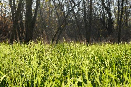 A vibrant patch of lush, green grass, bathed in warm sunlight and framed elegantly by majestic trees, creates a truly serene landscape that warmly invites peace and calm into the viewers soulの写真素材
