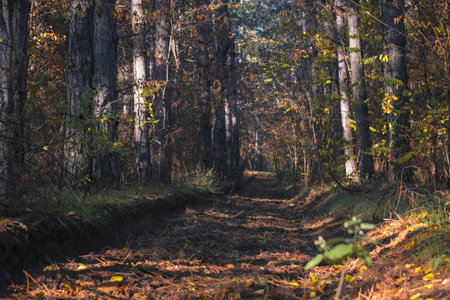 An enchanting autumn forest path, framed elegantly by towering trees and vibrant, colorful foliage, invites peaceful exploration and fosters a deeper, more meaningful connection with natures wondersの写真素材