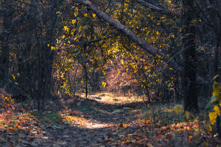 Discover a beautifully serene autumn pathway that features vibrant foliage and soft sunlight gently filtering through the trees, inviting feelings of tranquility and encouraging exploration of natureの写真素材