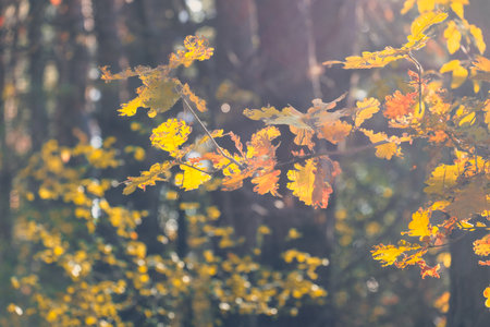 This enchanting autumn scene beautifully showcases the stunning allure of golden leaves gently bathed in soft sunlight, creating a serene and peaceful atmosphere within the lush, vibrant forestの写真素材