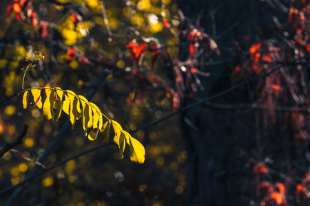 A striking and vibrant combination of yellow and red leaves magnificently showcasing the breathtaking beauty of autumn, set against a dark, blurred backdrop that enhances the overall sceneの写真素材