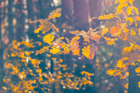 In a tranquil and serene forest, golden leaves shimmer and dance in the warm sunlight, beautifully capturing the essence of autumn and the delightful harmony of natures stunning landscapeの写真素材