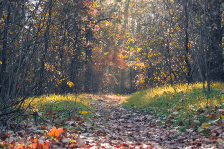 A picturesque autumn pathway, beautifully adorned with vibrant foliage and warm sunlight, invites every wanderer to explore and deeply appreciate natures breathtaking beauty in all its gloryの写真素材