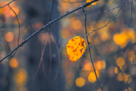 In a vibrant autumn forest, a lone leaf clings to a branch against a warm bokeh backdrop, symbolizing change, beauty, and solitudecapturing the essence of natures transition this seasonの写真素材