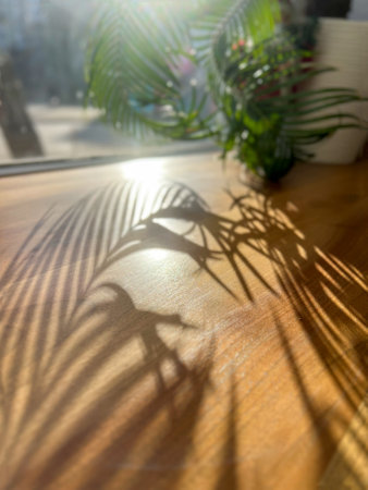 Indoor plants serve to beautify living rooms and create enchanting light and shadow designs on polished wooden surfaces, evoking a serene and calming atmosphere that soothes and refreshes the mindの写真素材