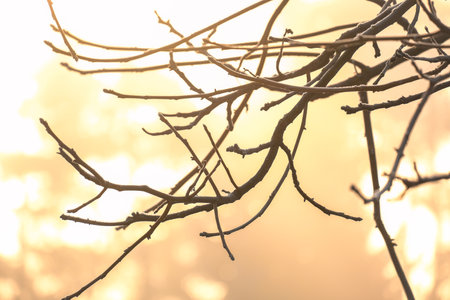 A captivating image showcasing tree branches against a glowing, sunlit backdrop, creating a serene and tranquil atmosphereの写真素材