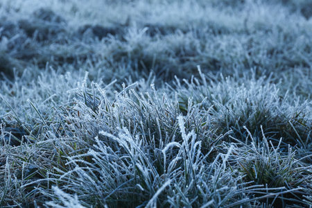 A serene closeup view of grass blades adorned with delicate frost, beautifully capturing the stunning landscape and tranquility of a cold winter morning, evoking a sense of peace and calmnessの写真素材