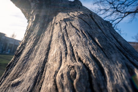 This is a detailed closeup representation of weathered tree bark, showcasing the intricate textures and stunning patterns that can be found in natural wood, highlighting its aesthetic beautyの写真素材