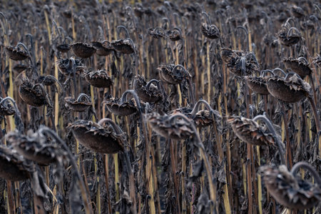 Dried sunflowers left in the field for natural freezing to improve oil extraction quality. Sunflower plants undergoing the natural freezing stage before harvesting and oil extractionの写真素材