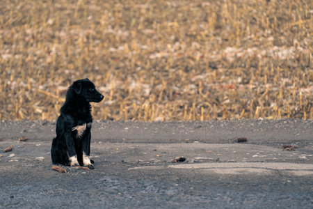 A black stray dog sits alone on a deserted countryside road against the background of dry stubble after harvest, evoking a sense of loneliness and abandonment.の写真素材