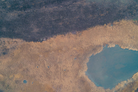 Abstract aerial drone shot revealing a stark contrast between dark soil, dry golden-brown reeds, and a patch of still water. Natural pattern - environmental, ecological, or textured background themesの写真素材