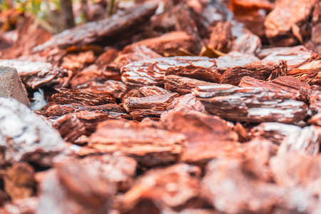 Shot showcasing the detailed, layered texture of reddish-brown pine bark mulch. Features shallow depth of field, making it ideal as a rustic, natural background for design and gardening themes.の写真素材