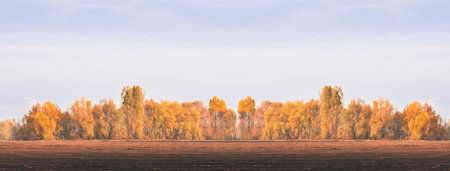 Wide panoramic horizontal photograph showcasing a vibrant golden autumn forest line against a clear sky, with a dark tilled field in the foreground. Ideal for background, copy space, and seasonal.の写真素材