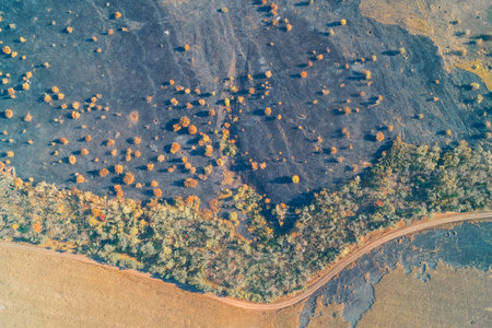 Aerial drone shot of scorched black earth (burned grass) with scattered bright autumn bushes. The dramatic wildfire aftermath illustrates land devastation and environmental crisis.の写真素材
