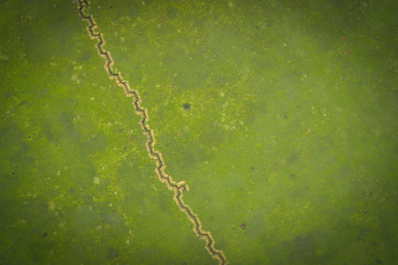 Aerial abstract of a military trench (zigzag defensive line) cutting through vibrant green grass in a conflict zone. The image showcases war damage evidence with a strong aesthetic vignette.の写真素材