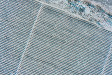 Aerial top down view of frozen cultivated field with snow covered furrows. Abstract winter landscape...