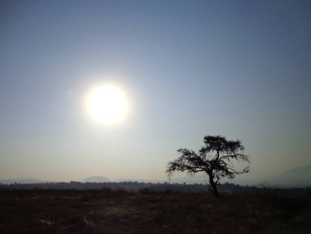 Landscape with a lone standing tree の写真素材