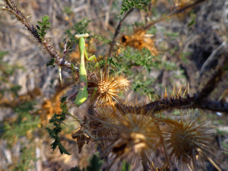 Mantis on thorns の写真素材
