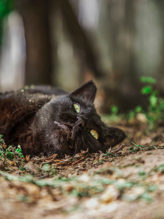 Black cat lying on the ground in the forest. Shallow depth of field.の写真素材