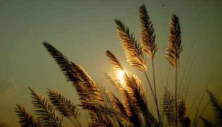 Soft Sunの写真素材