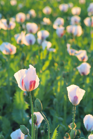Field with blossoming white poppies. Summer.の写真素材