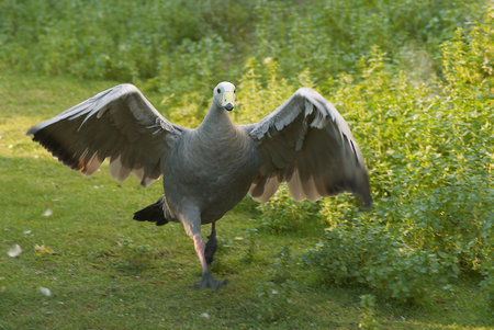 Attacking goose Cape Barren Goose (Cereopsis novaehollandiae)の写真素材